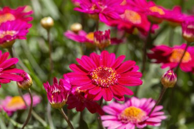 Argyranthemen madeira fildişi tacı taktı. Marguerite Daisy çiçeği olarak da bilinir..