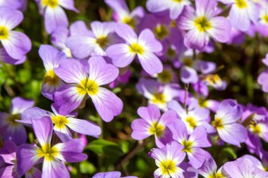 Aubrieta deltoidea or Virginia stock, Malcolmia maritima, is from the Brassicaceae family. clipart