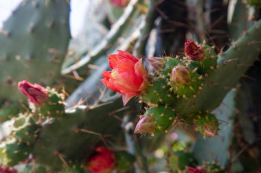 Dikenli armut (Opuntia bergeriana syn. Opuntia elatior)