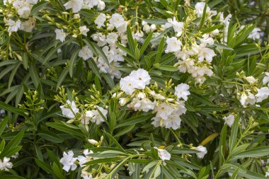 Çiçek açan neryum zakkum, dallardaki beyaz silikite demeti ve yeşil yapraklar.