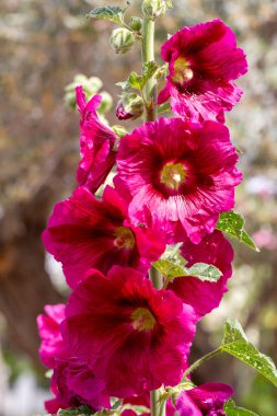 Yabani çiçek, Bilimsel isim; Althaea officinalis