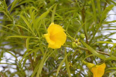 Sarı çiçekli bitki. Bilimsel adı: Thevetia Peruviana