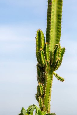 Green cactus of Cereus jamacaru clipart