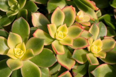 Aeonyum haworthii, Haworth 'un akeonyumu veya fırıldak gibi sulu, kırmızı uçlu yeşil yapraklar rosette..