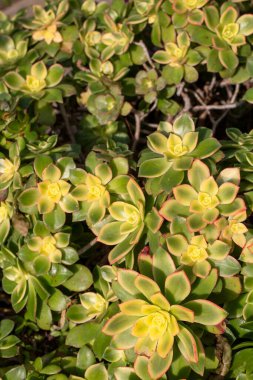 Aeonyum haworthii, Haworth 'un akeonyumu veya fırıldak gibi sulu, kırmızı uçlu yeşil yapraklar rosette..