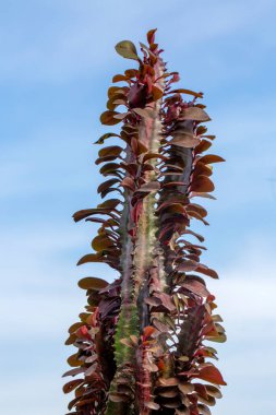 Euphorbia trigona, Euphorbia trigona (also known as African milk tree, cathedral cactus), Cactus as a decorative. African milk tree. clipart