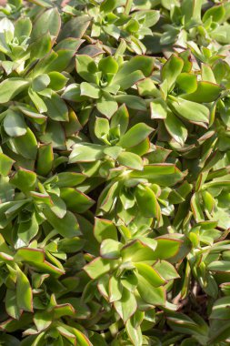 Lezzetli türler; bilimsel isimler; Aeonium Haworthii Kiwi