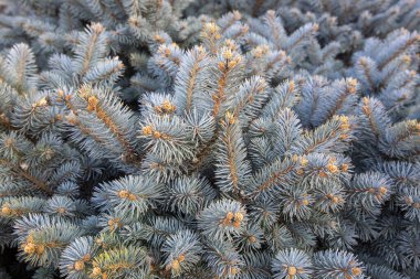 Colorado mavi ladin dalları, Latince adı Picea pungens var. glauca
