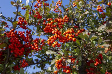 Pyracantha angustifolia portakal meyveli çalılık