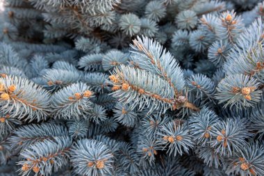 Colorado mavi ladin dalları, Latince adı Picea pungens var. glauca