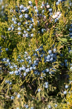 Juniperus Excelsa, Yunan ardıcı olarak bilinir. Bu böğürtlen baharat ve bitkisel ilaçlarda kullanılır..