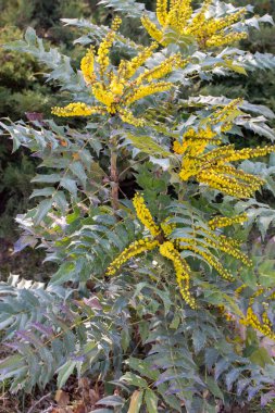 Selective focus of Mahonia japonica, A species of flowering plant in the family Berberidaceae, Yellow flower of Berberis japonica clipart