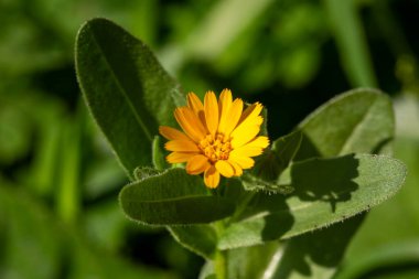 Calendula arvensis veya Field marigold, Akdeniz bölgesinden güzel ve sarı bir çiçek.