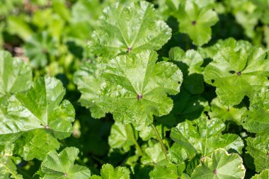 Yabani çiçek, bilimsel isim; Malva Sylvestris