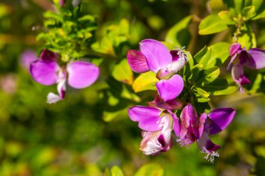 Polygala myrtifolia, Polygala cinsine ait bir bitki türüdür..