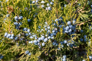 Juniperus Excelsa, Yunan ardıcı olarak bilinir. Bu böğürtlen baharat ve bitkisel ilaçlarda kullanılır..