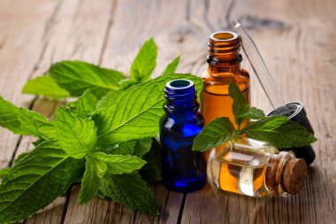 Taze yeşil nane ve nane yağı