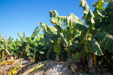 Bahçede bir sürü yeşil ve sarı muz var. Türkiye - Alanya