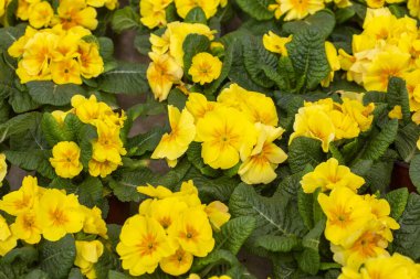 Primrose Primula Çiçekleri, yaklaşın. Primrose Primula Vulgaris. Country Garden Primula Çiçekleri, bahar mevsiminde bahçe dükkanında satılıyor.