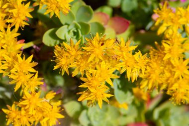 Sulu bitki çeşitlerinden gelen sarı çiçekler. Bilimsel adı: Sedum palmeri