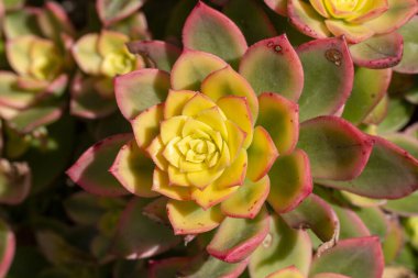 Aeonium Kiwi (Aeonium haworthii 'Kiwi') bir saksının içindeki bitki