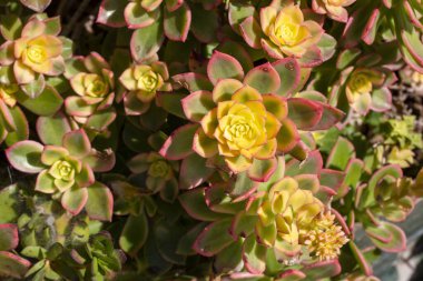 Aeonium Kiwi (Aeonium haworthii 'Kiwi') bir saksının içindeki bitki
