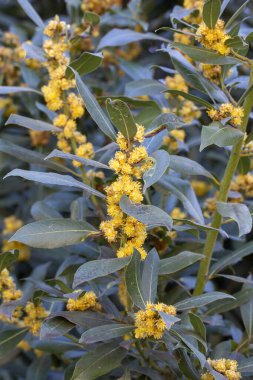 Yeşil taze Daphne ağacı yaprakları ve Daphne çiçeği.