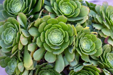 Aeonium Arboreum (Ağaç Aeonium) bahçeye yakın. Kalın ahşap saplı ve büyük kollu, her daim yeşil sulu bitkiler.