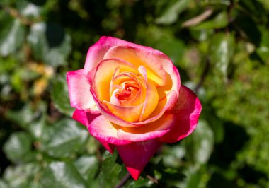 Pembe ve turuncu karışımı gül rengi.