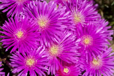 Lampranthus spektabilis, buz kütlesi 