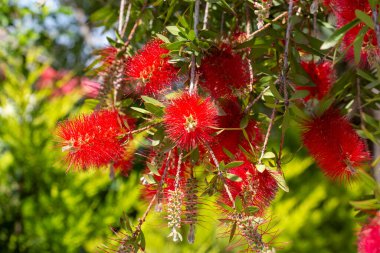 Callisten Specosus. Bitkinin parlak kırmızı çiçekleri. Doğanın cazibesi ilkbahar