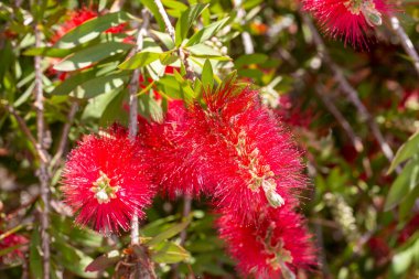 Callisten Specosus. Bitkinin parlak kırmızı çiçekleri. Doğanın cazibesi ilkbahar