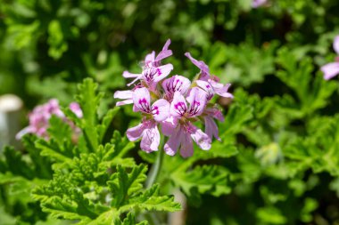 Pelargonium, sazan familyasından Pelargonium cinsinden bir bitki türü. Türkçe isim: Itir 
