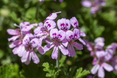 Pelargonium, sazan familyasından Pelargonium cinsinden bir bitki türü. Türkçe isim: Itir 