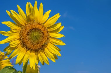 Ayçiçeği tarlası, Trakya - Türkiye. Doğa tarım görüşü.