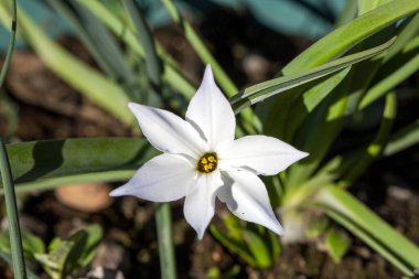 Beyaz bahar çiçeğine yakın Ipheion uniflorum