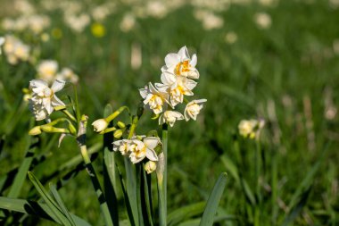 Güzel beyaz nergis ya da tarlada Narcissus çiçeği. Karaburun, İzmir - Türkiye