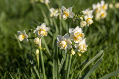 Güzel beyaz nergis ya da tarlada Narcissus çiçeği. Karaburun, İzmir - Türkiye