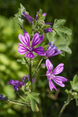 Yabani çiçek; Bilimsel adı: malva sylvestris