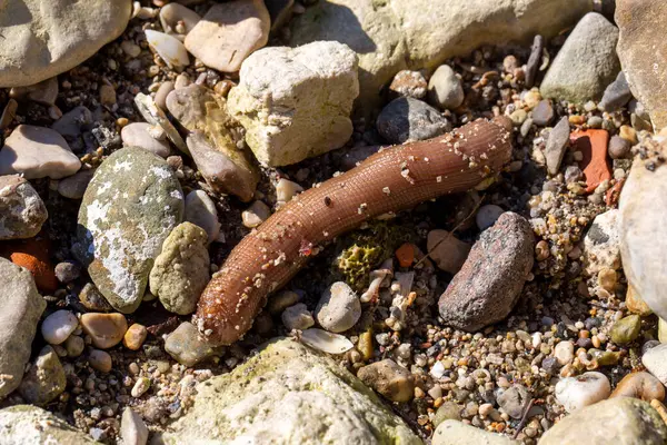 Deniz halkası (Echiura) veya bir çeşit deniz halkası solucanı (sipunculid veya echiuran).)