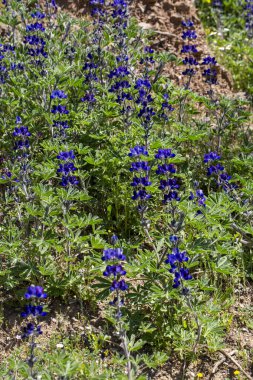 Lupinus pilosus, Akdeniz çalılıklarında yetişen Fabaceae familyasından yenilebilir bir bitki türüdür..