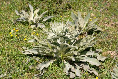 Scrophulariaceae, ördek familyasının Verbascum cinsini oluşturan bienal bitki türlerine verilen isimdir..