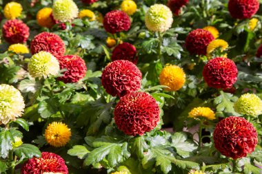 Dahlia değişkenleri, güzel renkli çiçekler, yaklaşın. Dahlia, Asteraceae, Compositae, Coreopside kabilesinin tüylü, veremli, bitkisel ikincil çiçekli bitkisidir.