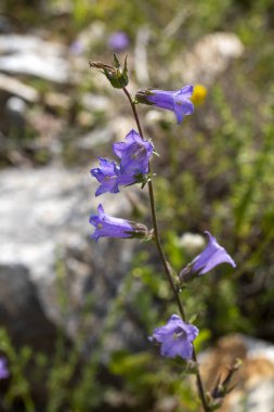 Meadow Bellflower ya da bilimsel adıyla Campanula collina, Campanula familyasından uzun ömürlü bir bitki türü..