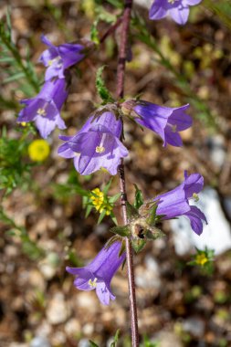 Meadow Bellflower ya da bilimsel adıyla Campanula collina, Campanula familyasından uzun ömürlü bir bitki türü..