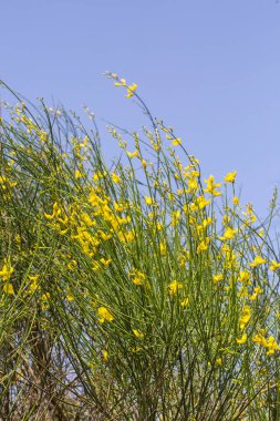 Spartium junceum, baklagiller (Fabaceae) familyasından Akdeniz 'e özgü bir çalı türüdür.).