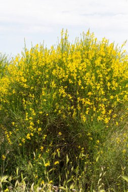 Spartium junceum, baklagiller (Fabaceae) familyasından Akdeniz 'e özgü bir çalı türüdür.).