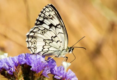 Melanargia russiae, Nymphalidae familyasından bir kelebek türü..