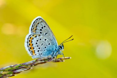 Polyommatus icarus kelebeği, Lycaenidae familyasından bir kelebek türü..