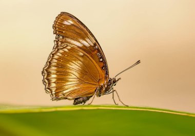 Hypolimnas Bolina, doğadaki büyük patlıcan kelebeği.
